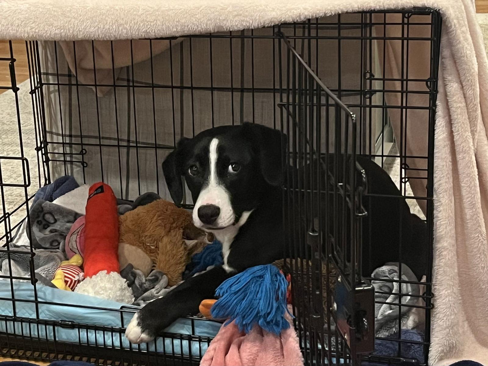 Poinsettia Cainrd Local thumbnail 4