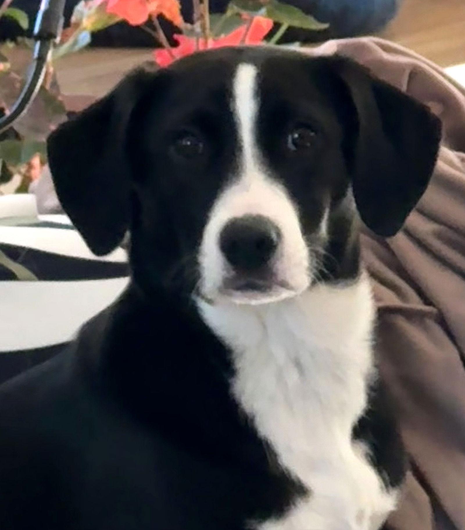 Enlarge Poinsettia CainRd *LOCAL*, a Adoptable mixed breed in Wakefield, RI image 2/3