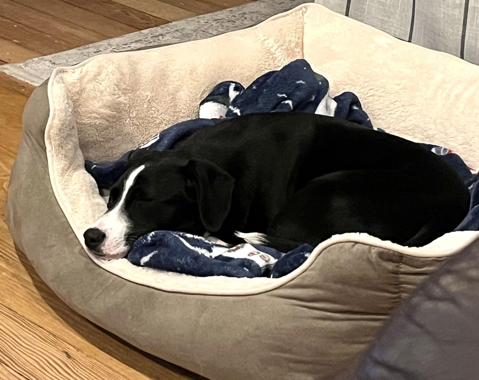 Poinsettia Cainrd Local thumbnail 5