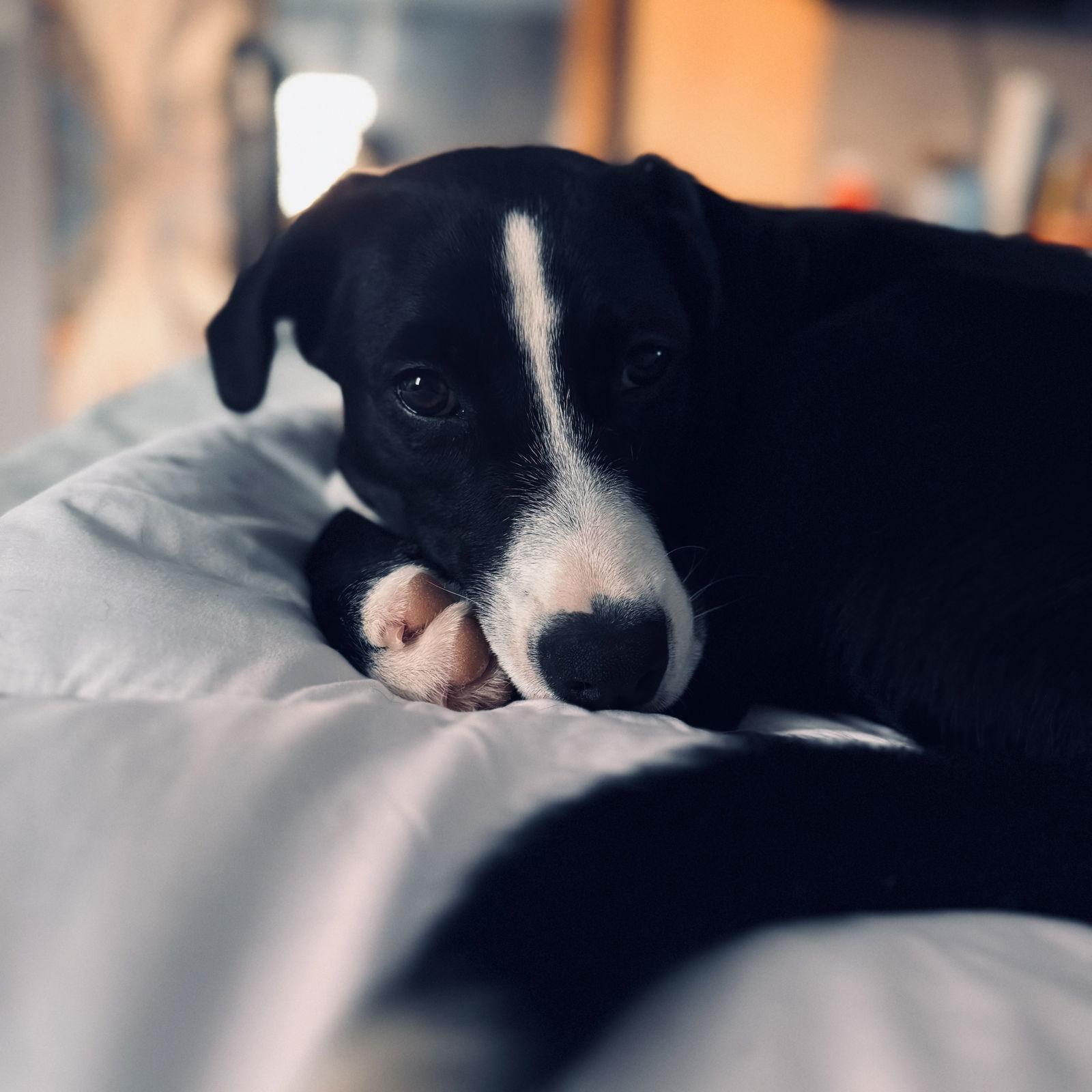 Poinsettia CainRd *LOCAL*