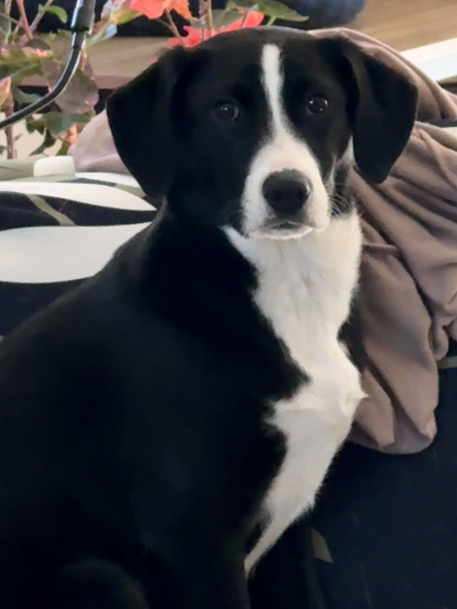 Enlarge Poinsettia CainRd *LOCAL*, a Adoptable mixed breed in Wakefield, RI image 3/3