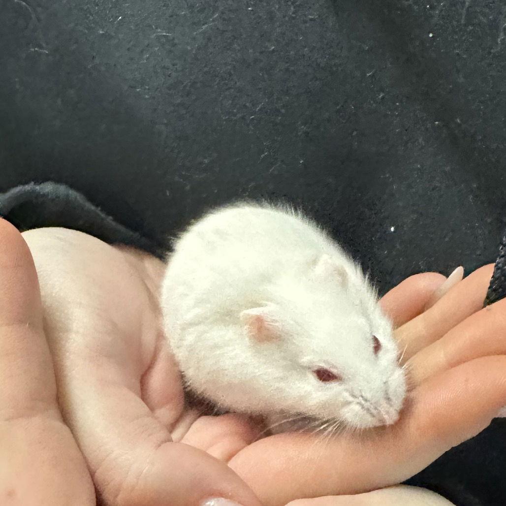 Sugar, Adopted, Adult Female Hamster.
