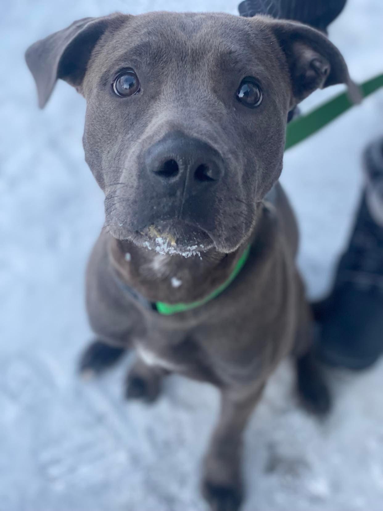 Enlarge Sabin, an adoptable mixed breed in Grand Forks, ND image 1/3