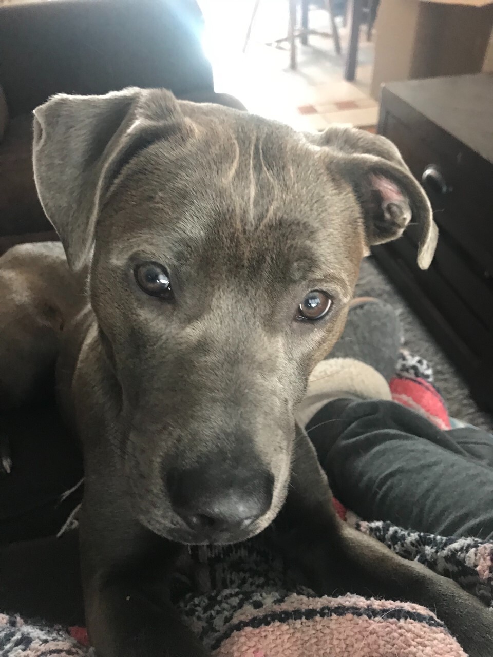 Enlarge Sabin, an adoptable mixed breed in Grand Forks, ND image 2/3