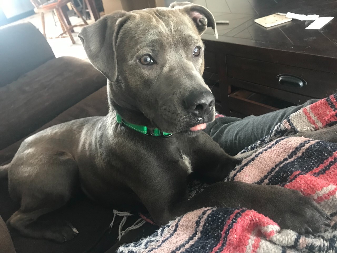 Enlarge Sabin, an adoptable mixed breed in Grand Forks, ND image 3/3