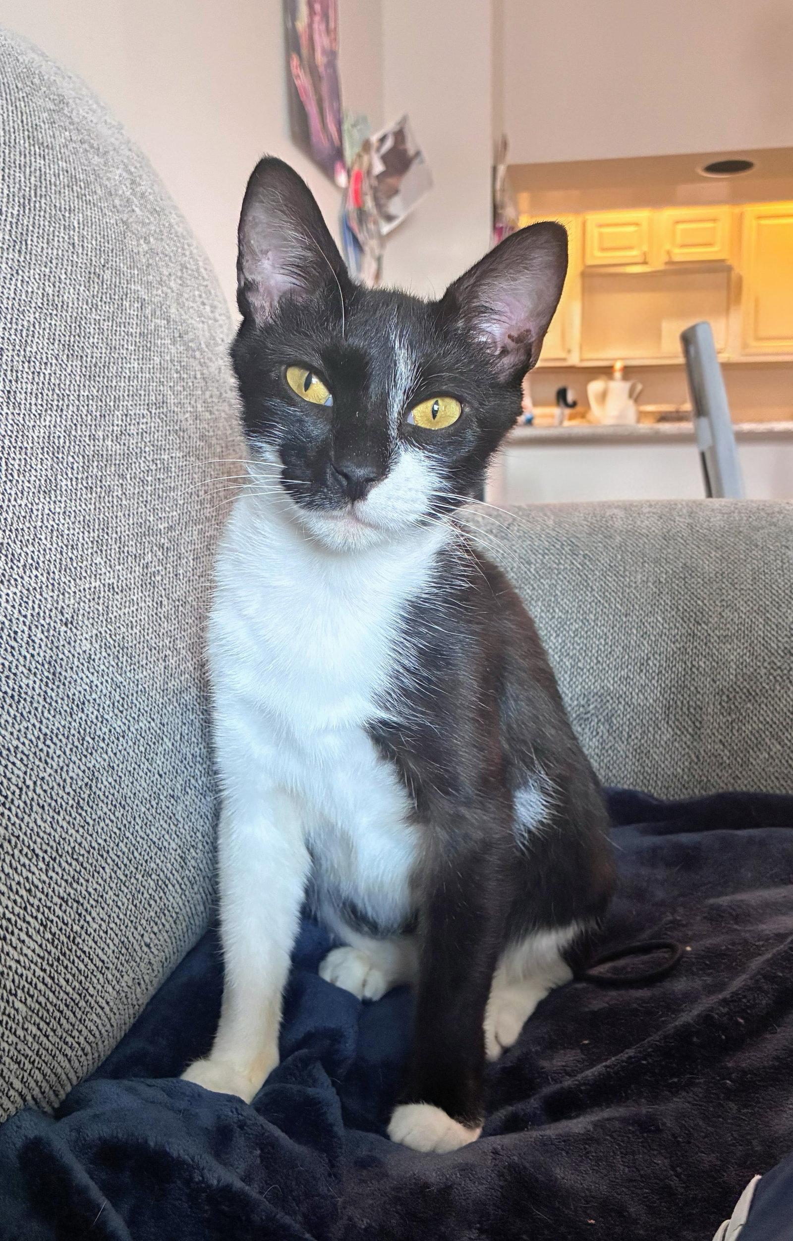 Enlarge Onyx, a Adoptable Domestic Short Hair in Reston, VA image 3/3
