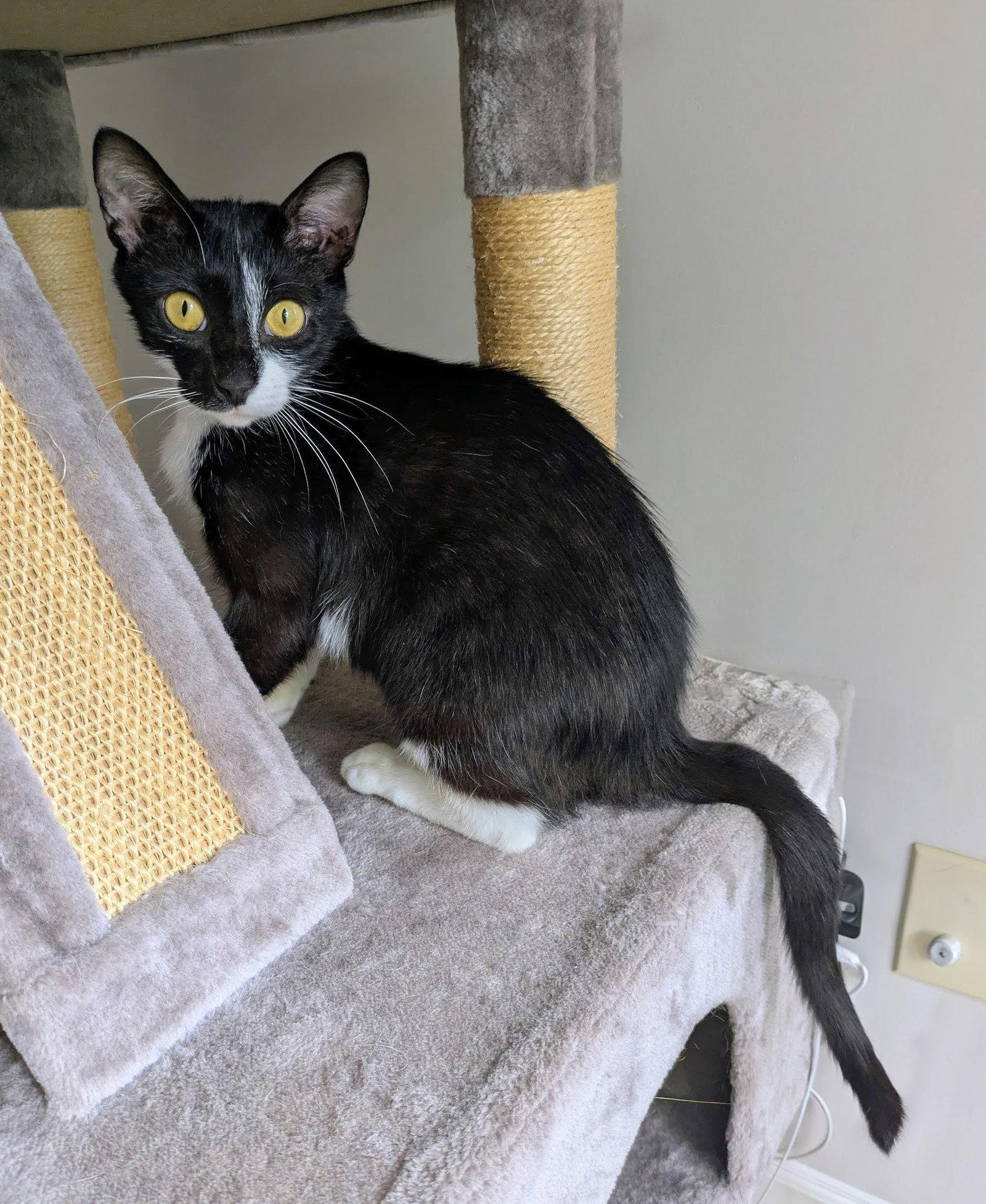 Enlarge Onyx, a Adoptable Domestic Short Hair in Reston, VA image 2/3