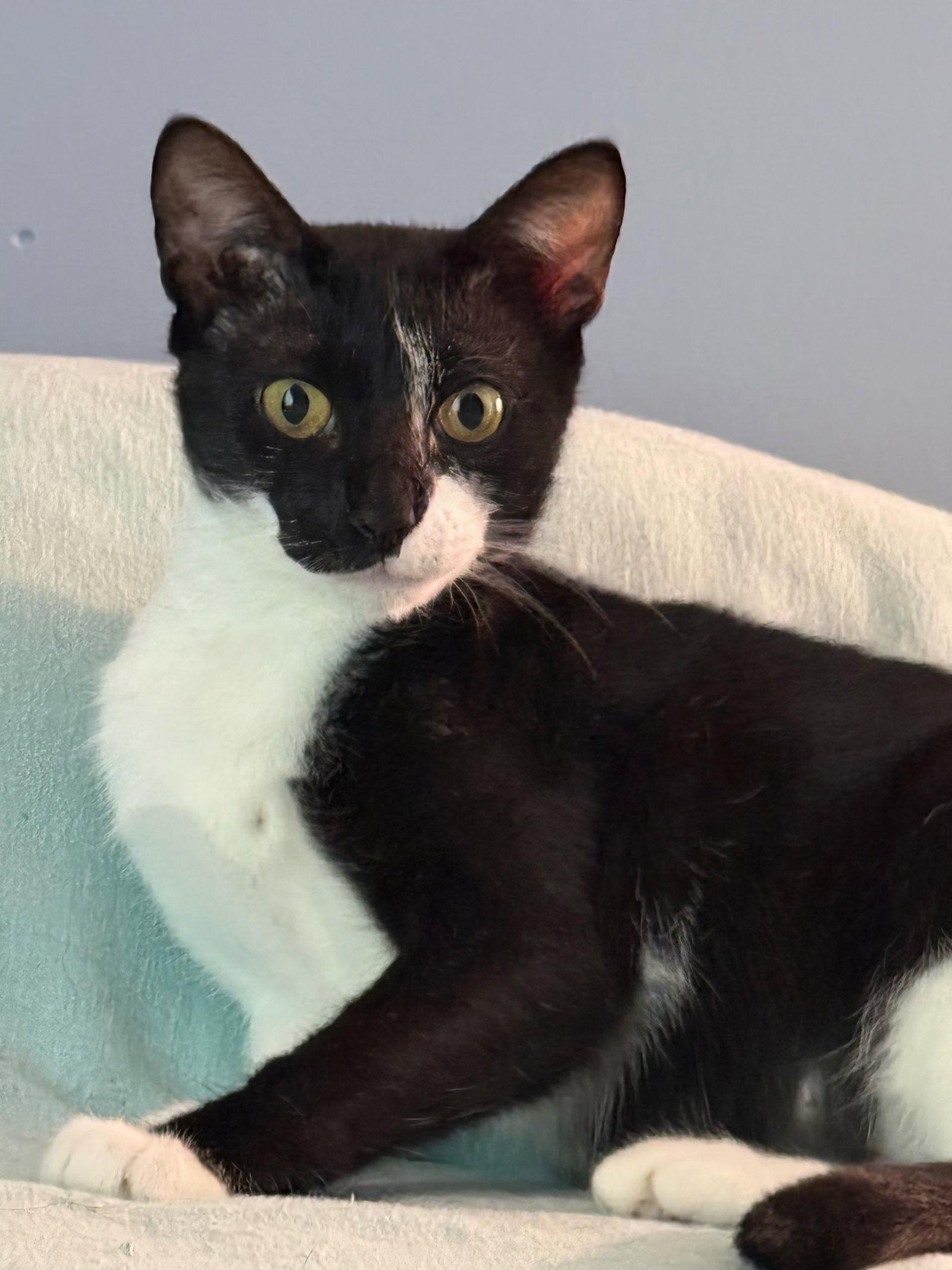 Onyx, Adoptable, Young Female Domestic Short Hair.