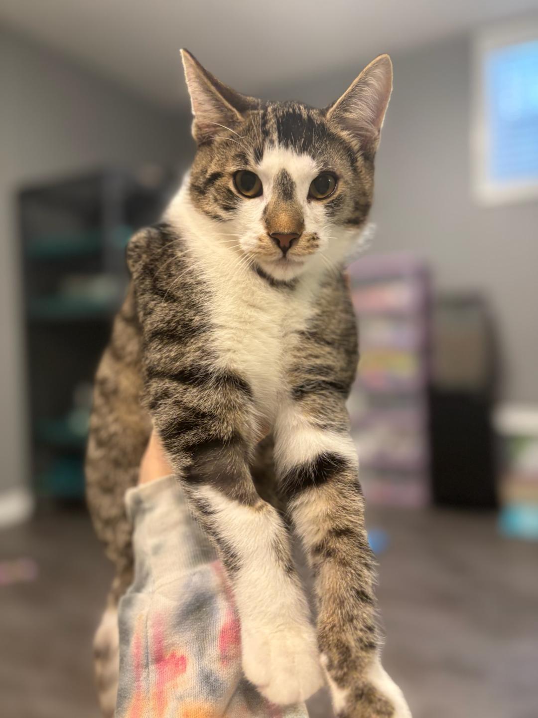 Enlarge Snikerdoodle, a ADOPTABLE Tabby in Hamilton, ON image 1/3