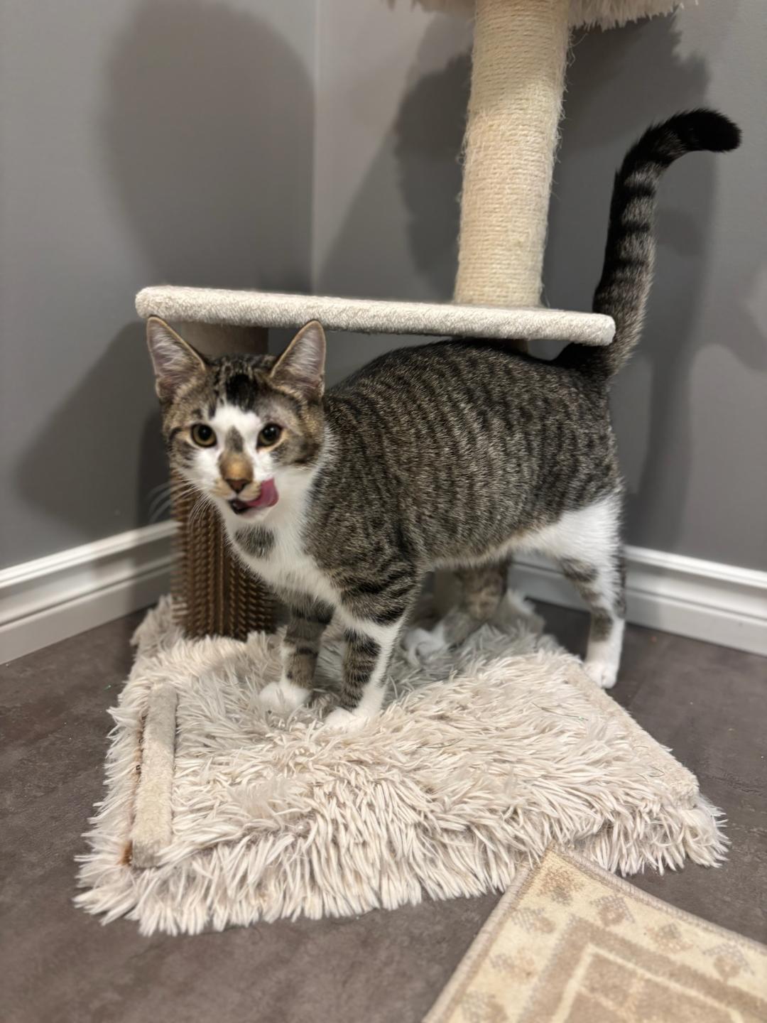 Enlarge Snikerdoodle, a ADOPTABLE Tabby in Hamilton, ON image 3/3