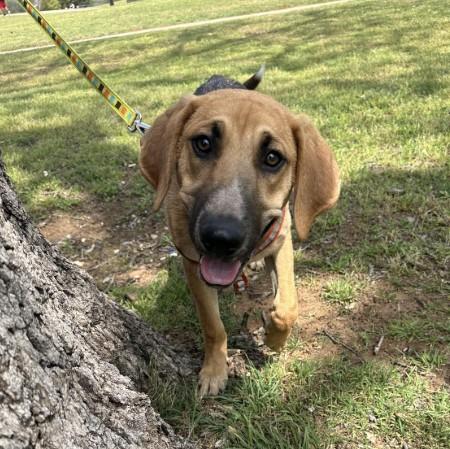 Moose, Adoptable, Young Male American Foxhound & Coonhound.