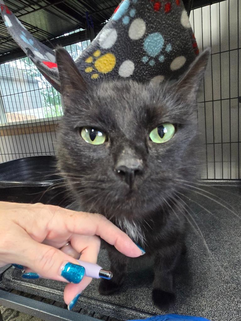Bagheera, Adoptable, Young Female Domestic Short Hair.