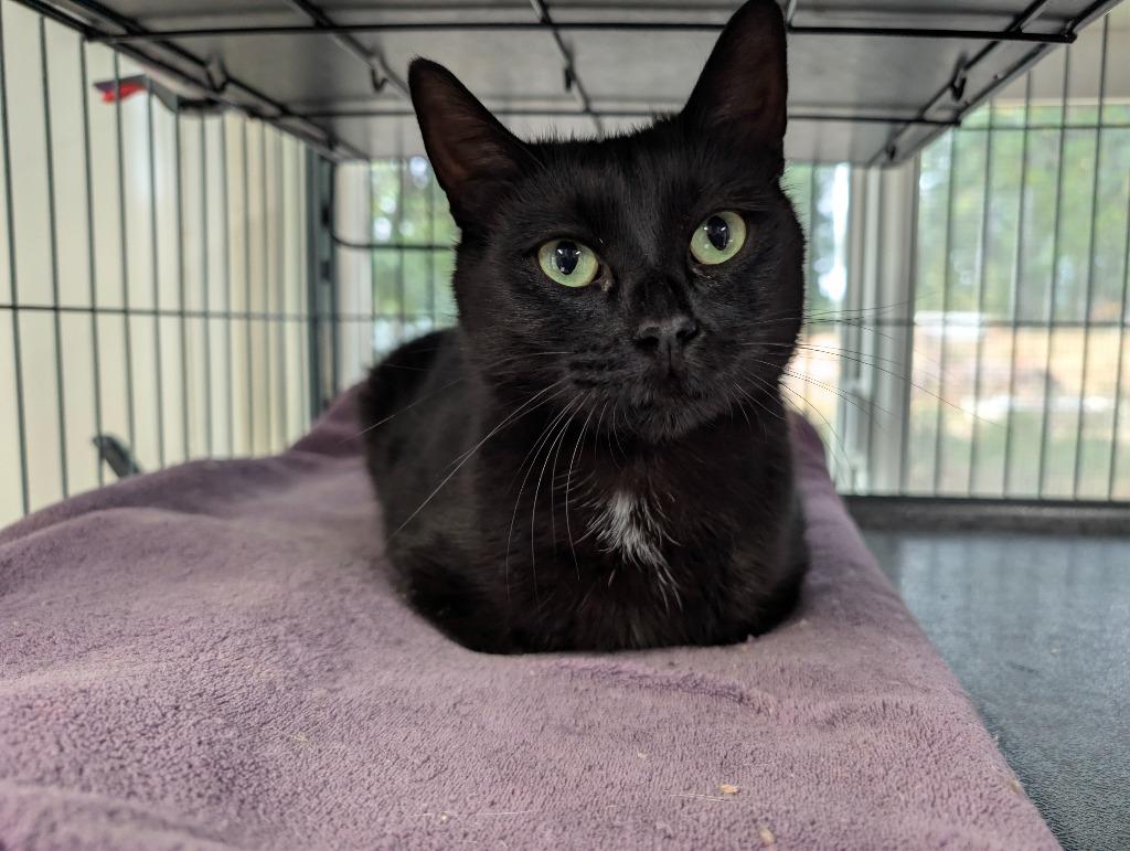 Bagheera, a Adoptable mixed breed in Shelton, WA image 2/3