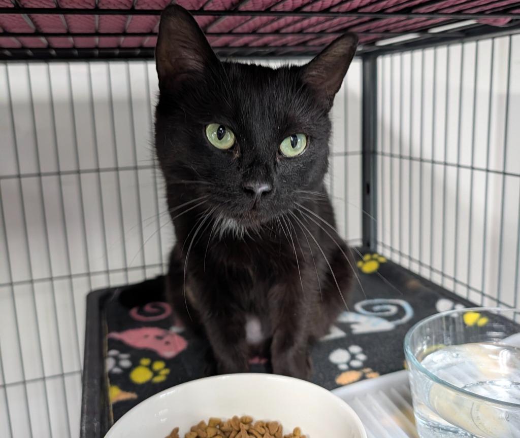 Enlarge Bagheera, a Adoptable mixed breed in Shelton, WA image 2/2