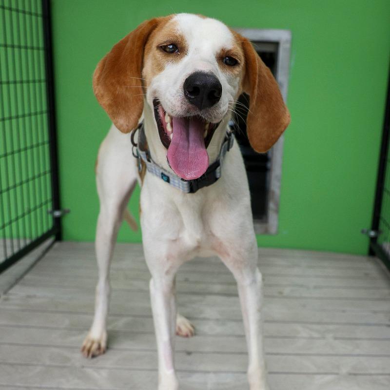 Myrtle, a Adoptable Hound in Bradenton, FL image 1/6