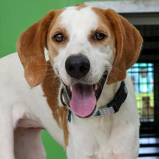 Myrtle, a Adoptable Hound in Bradenton, FL image 2/6