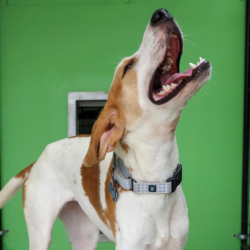 Myrtle, a Adoptable Hound in Bradenton, FL image 3/6