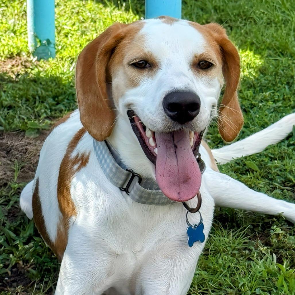 Myrtle, a Adoptable Hound in Bradenton, FL image 4/6