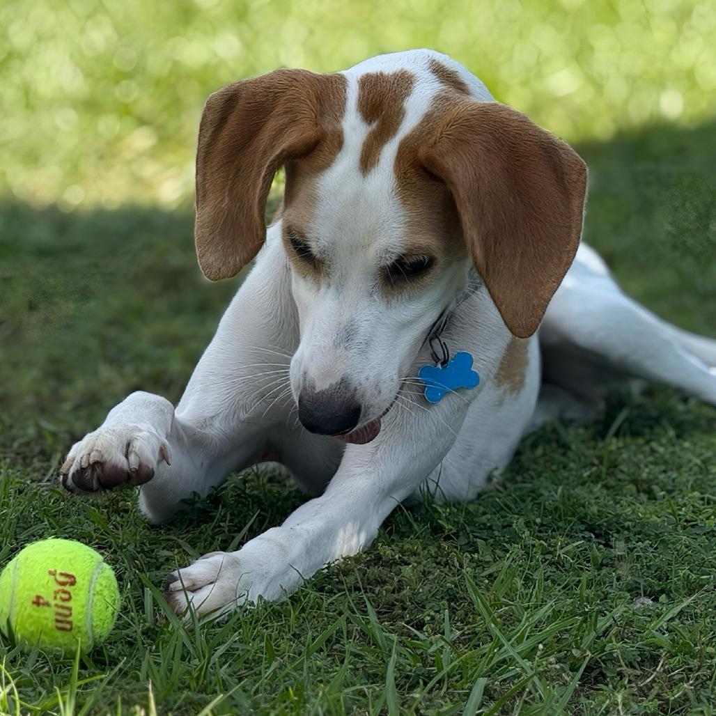 Myrtle, a Adoptable Hound in Bradenton, FL image 5/6