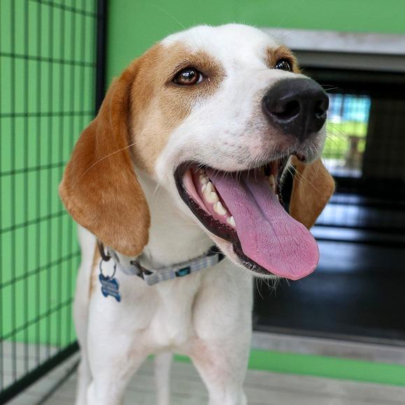Myrtle, a Adoptable Hound in Bradenton, FL image 6/6