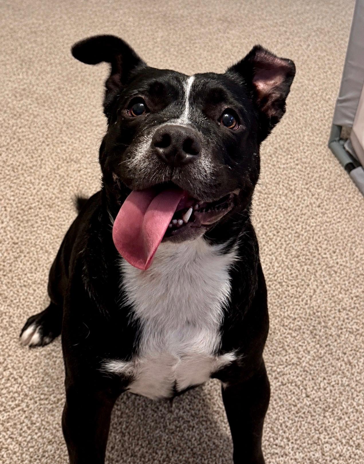 Rufus, ADOPTABLE, Adult Male Bulldog & Australian Cattle Dog / Blue Heeler.