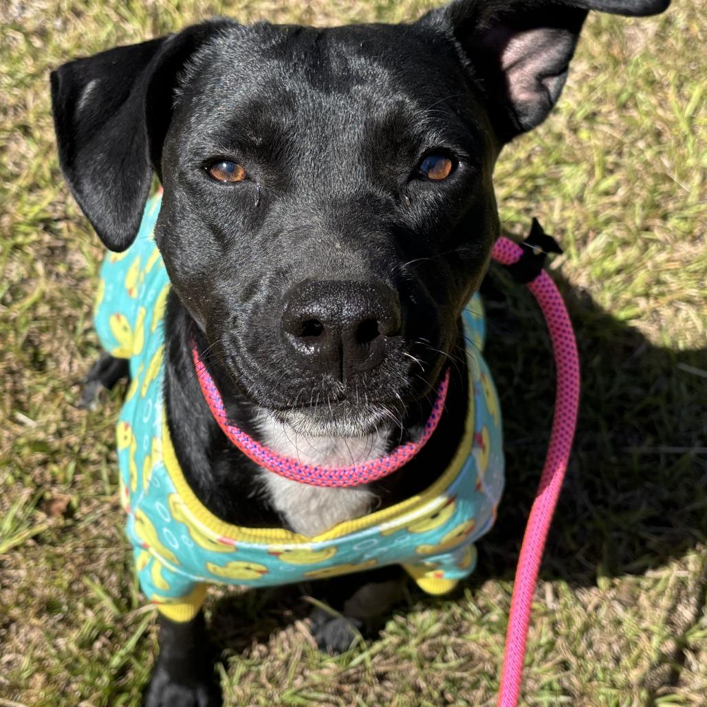 Enlarge Tia, a Adoptable mixed breed in Binghamton, NY image 2/6