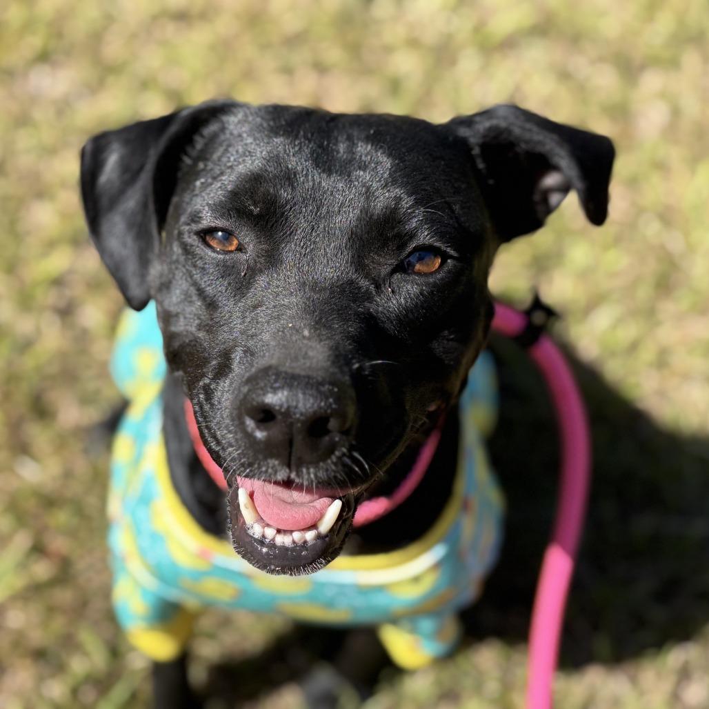 Enlarge Tia, a Adoptable mixed breed in Binghamton, NY image 3/6
