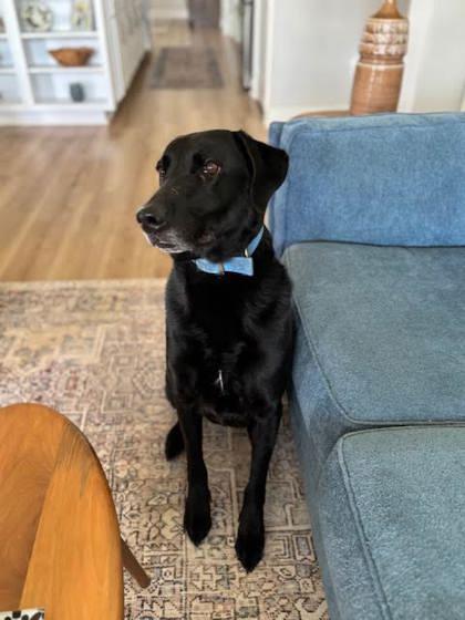 Finn, Adoptable, Puppy Male Labrador Retriever & Mixed Breed.