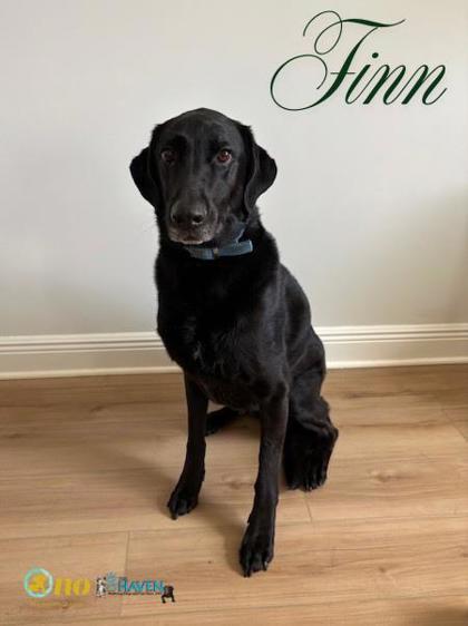 Finn, Adoptable, Puppy Male Labrador Retriever & Mixed Breed.