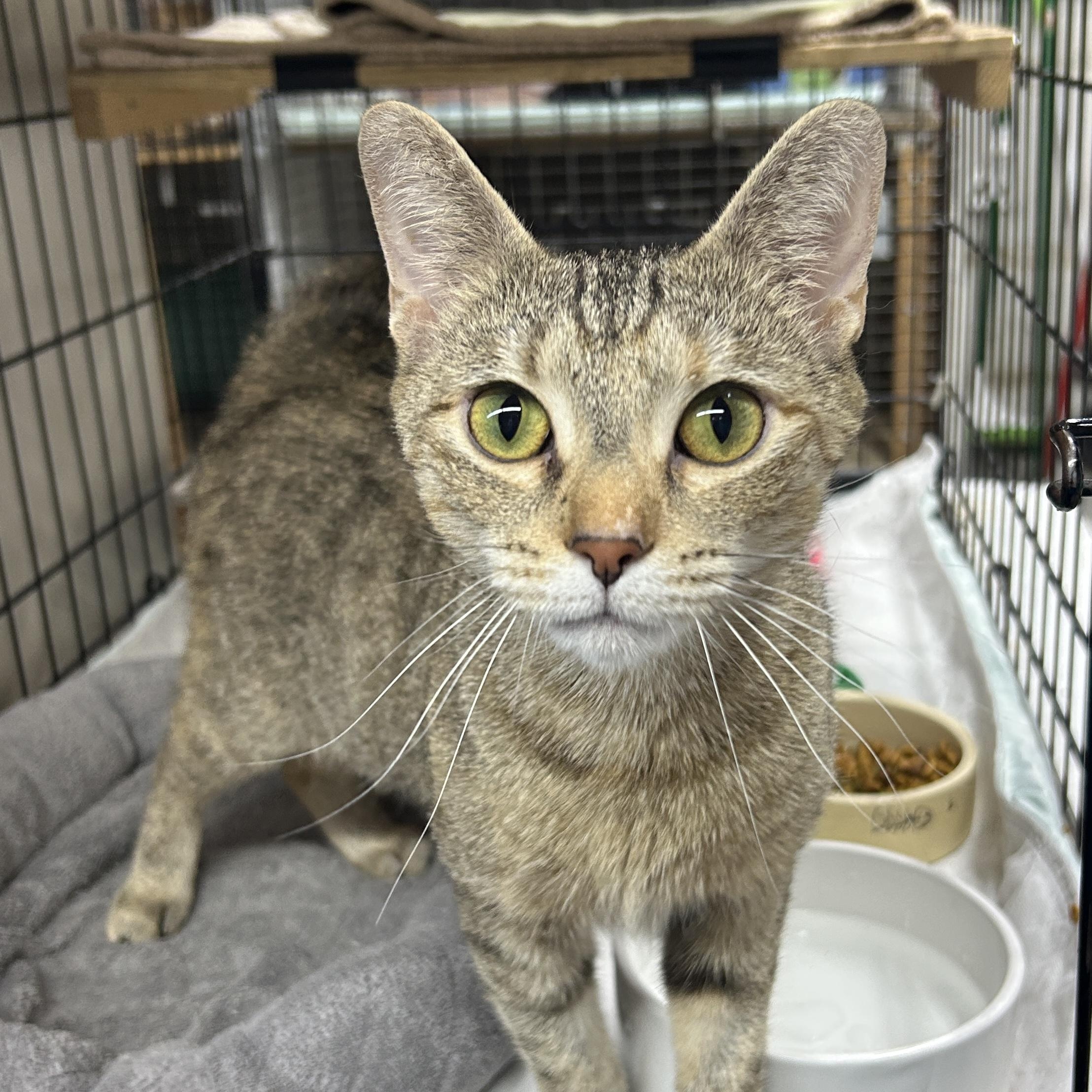 Sylvie, ADOPTABLE, Young Female Domestic Short Hair.