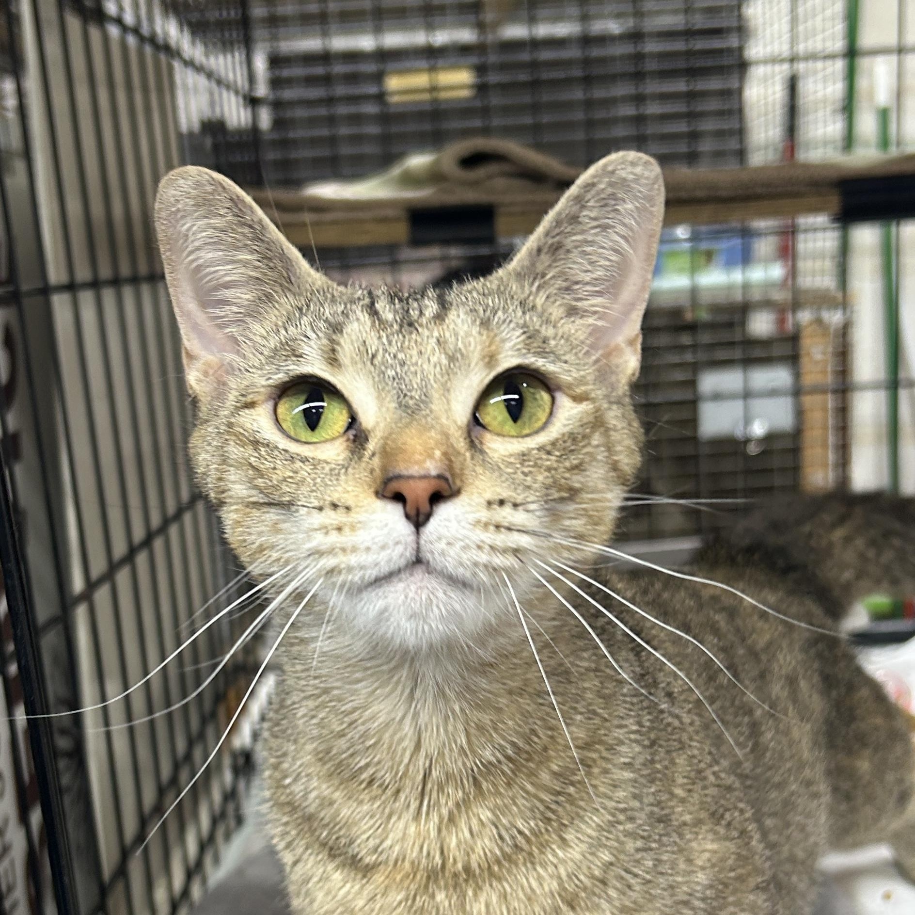 Enlarge Sylvie, a ADOPTABLE Domestic Short Hair in Avon, OH image 2/3