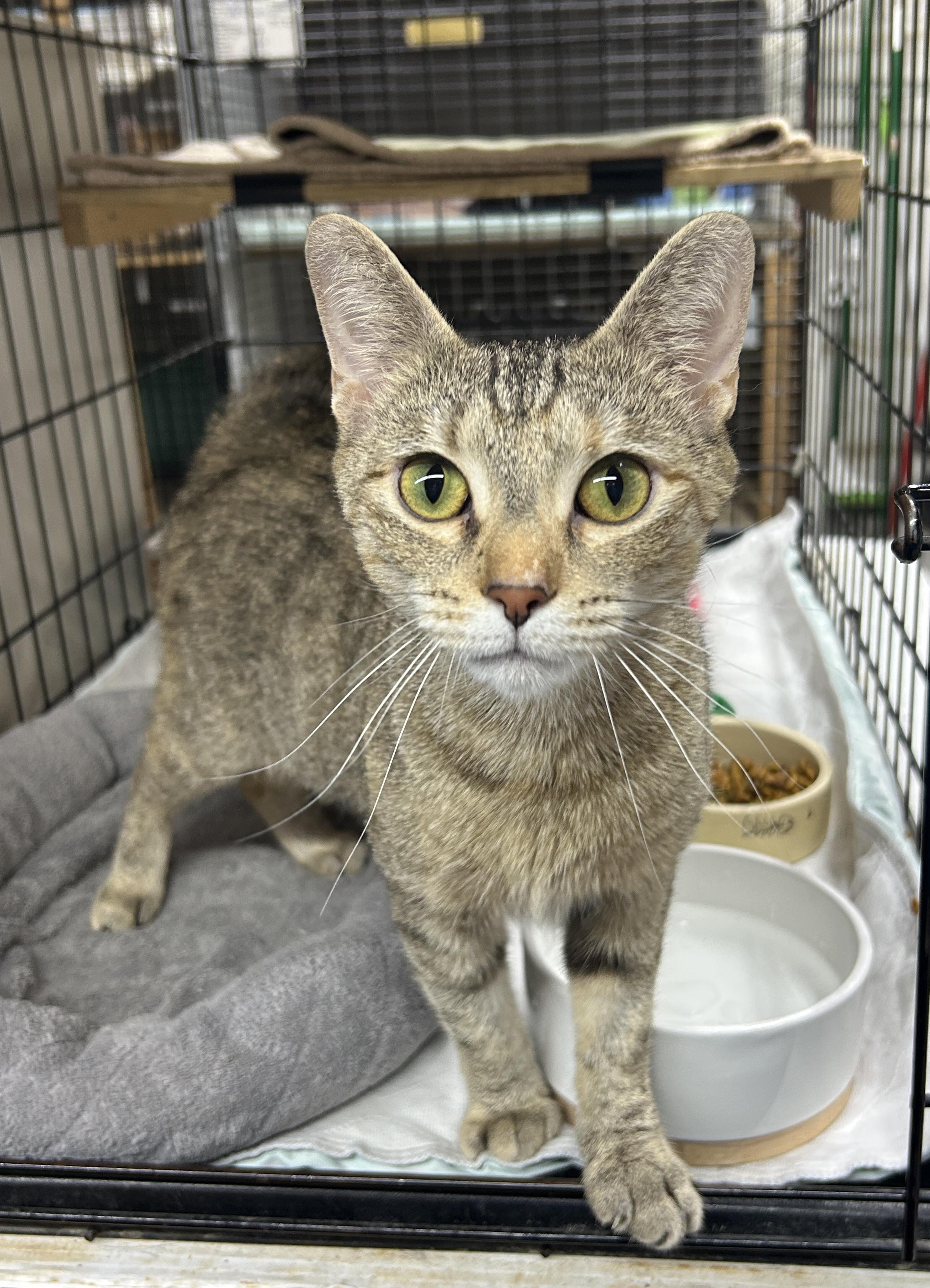 Enlarge Sylvie, a ADOPTABLE Domestic Short Hair in Avon, OH image 3/3