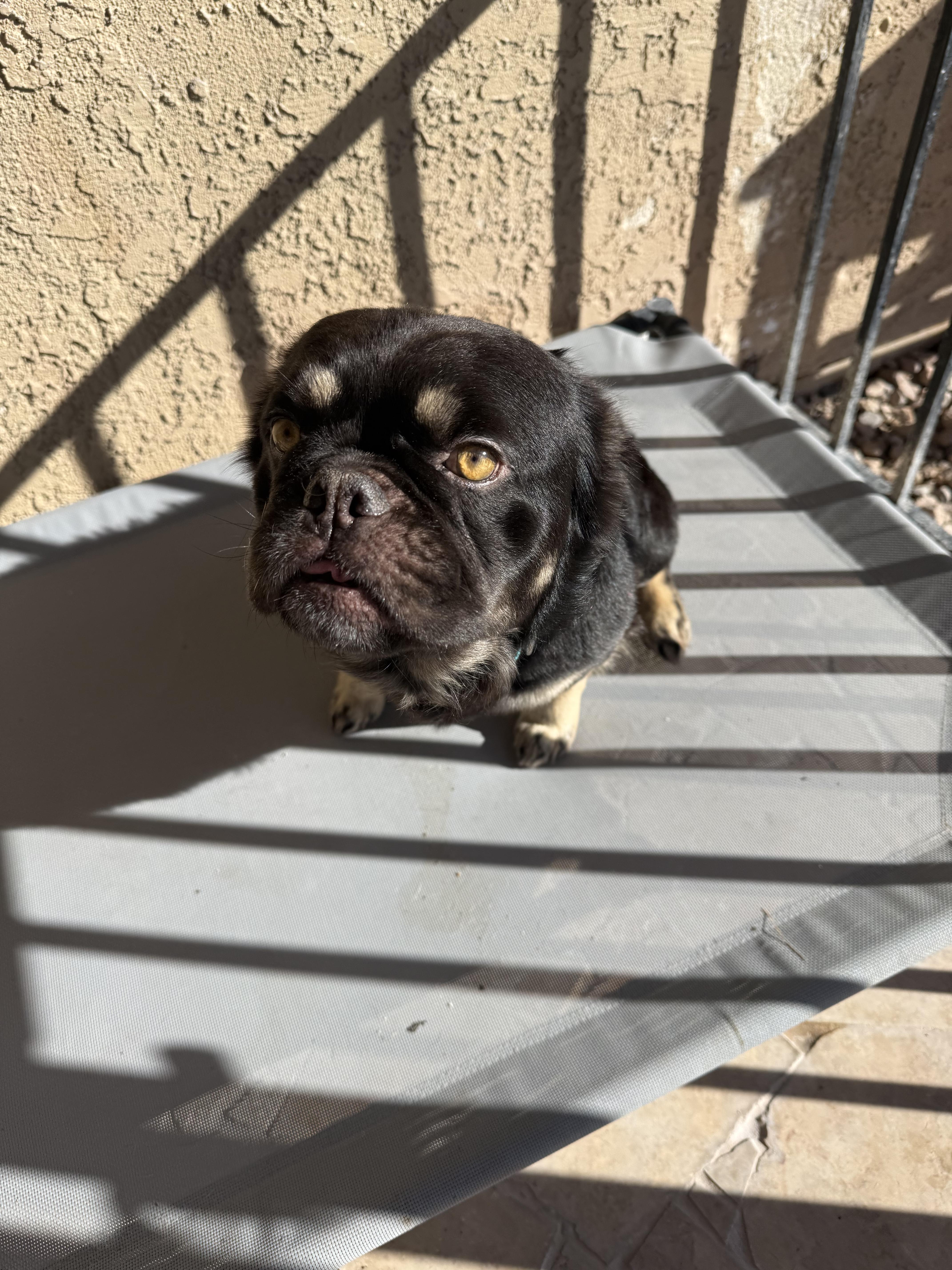 Enlarge Lucas, a Adoptable French Bulldog in Mesa, AZ image 1/5