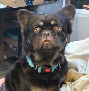 Enlarge Lucas, a Adoptable French Bulldog in Mesa, AZ image 2/5