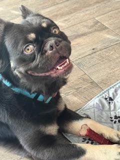 Enlarge Lucas, a Adoptable French Bulldog in Mesa, AZ image 3/5