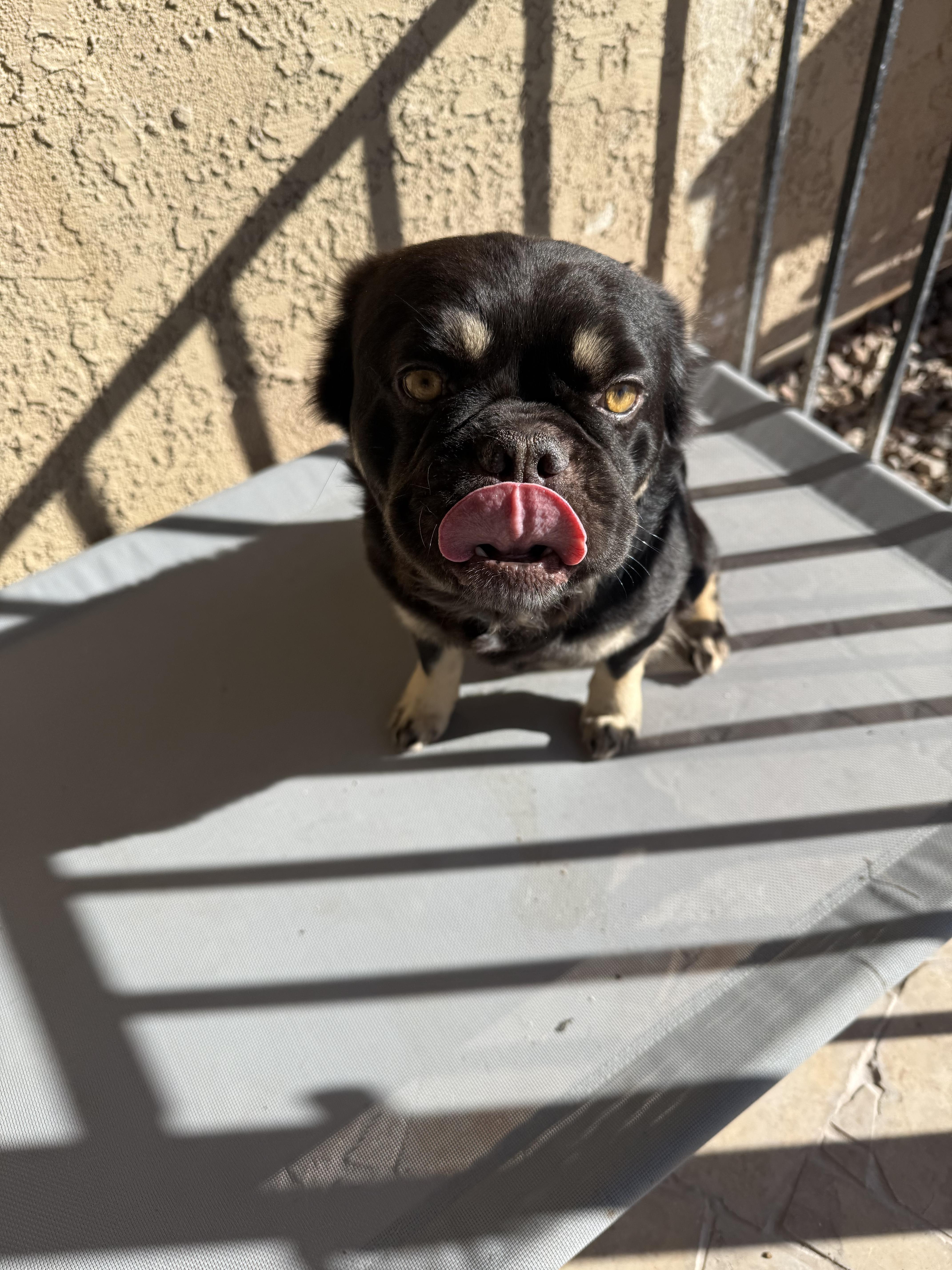 Enlarge Lucas, a Adoptable French Bulldog in Mesa, AZ image 4/5