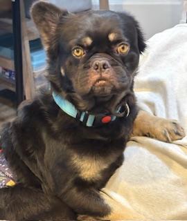 Enlarge Lucas, a Adoptable French Bulldog in Mesa, AZ image 5/5