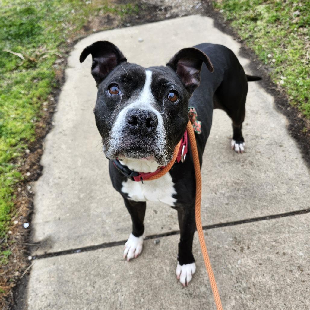 Enlarge Winnie, a Adoptable Pit Bull Terrier in Philadelphia, PA image 1/5