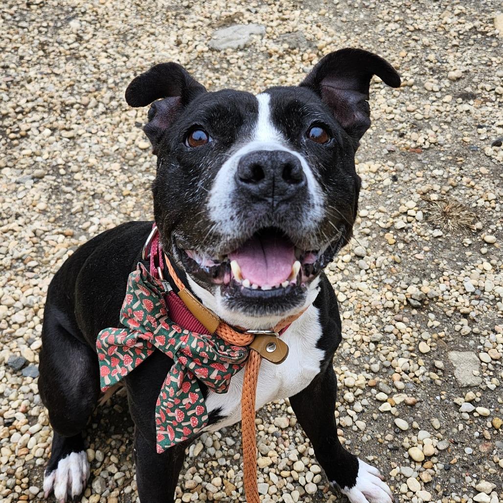 Enlarge Winnie, a Adoptable Pit Bull Terrier in Philadelphia, PA image 2/5