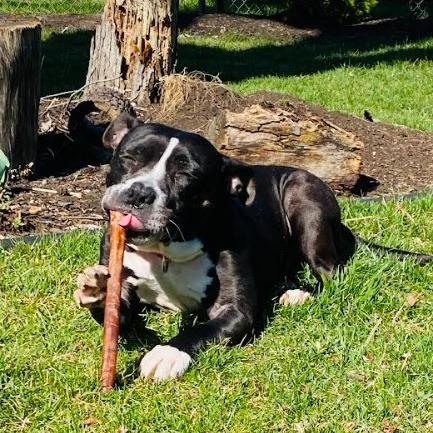 Enlarge Winnie, a Adoptable Pit Bull Terrier in Philadelphia, PA image 3/5