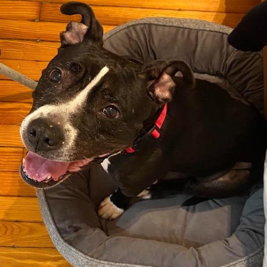 Enlarge Winnie, a Adoptable Pit Bull Terrier in Philadelphia, PA image 4/5