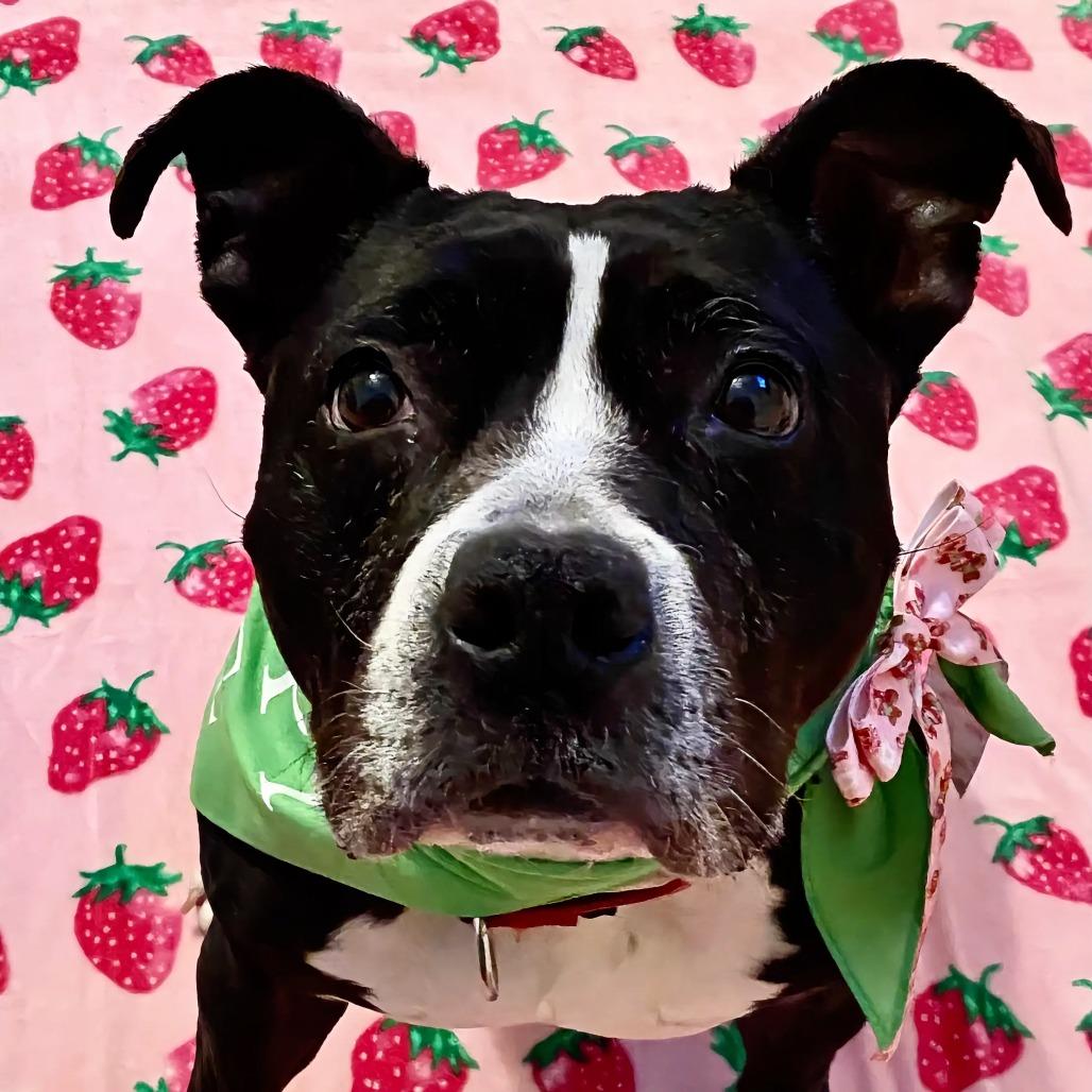 Enlarge Winnie, a Adoptable Pit Bull Terrier in Philadelphia, PA image 5/5