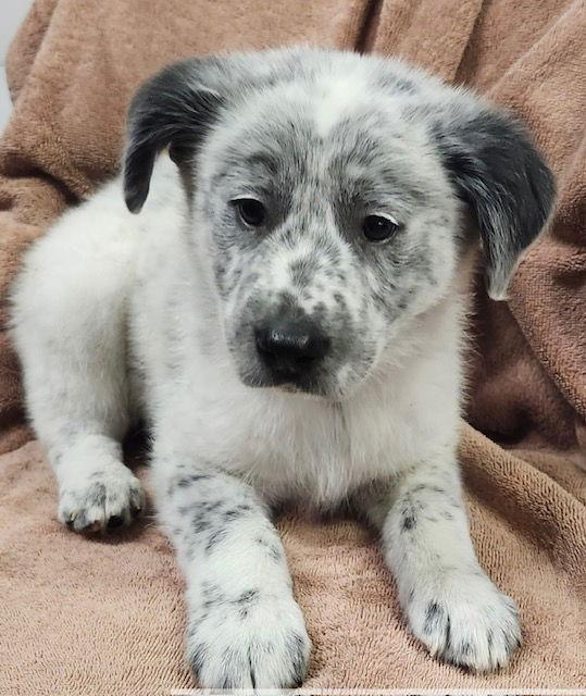 Christopher, Adopted, Puppy Male Labrador Retriever & Collie.