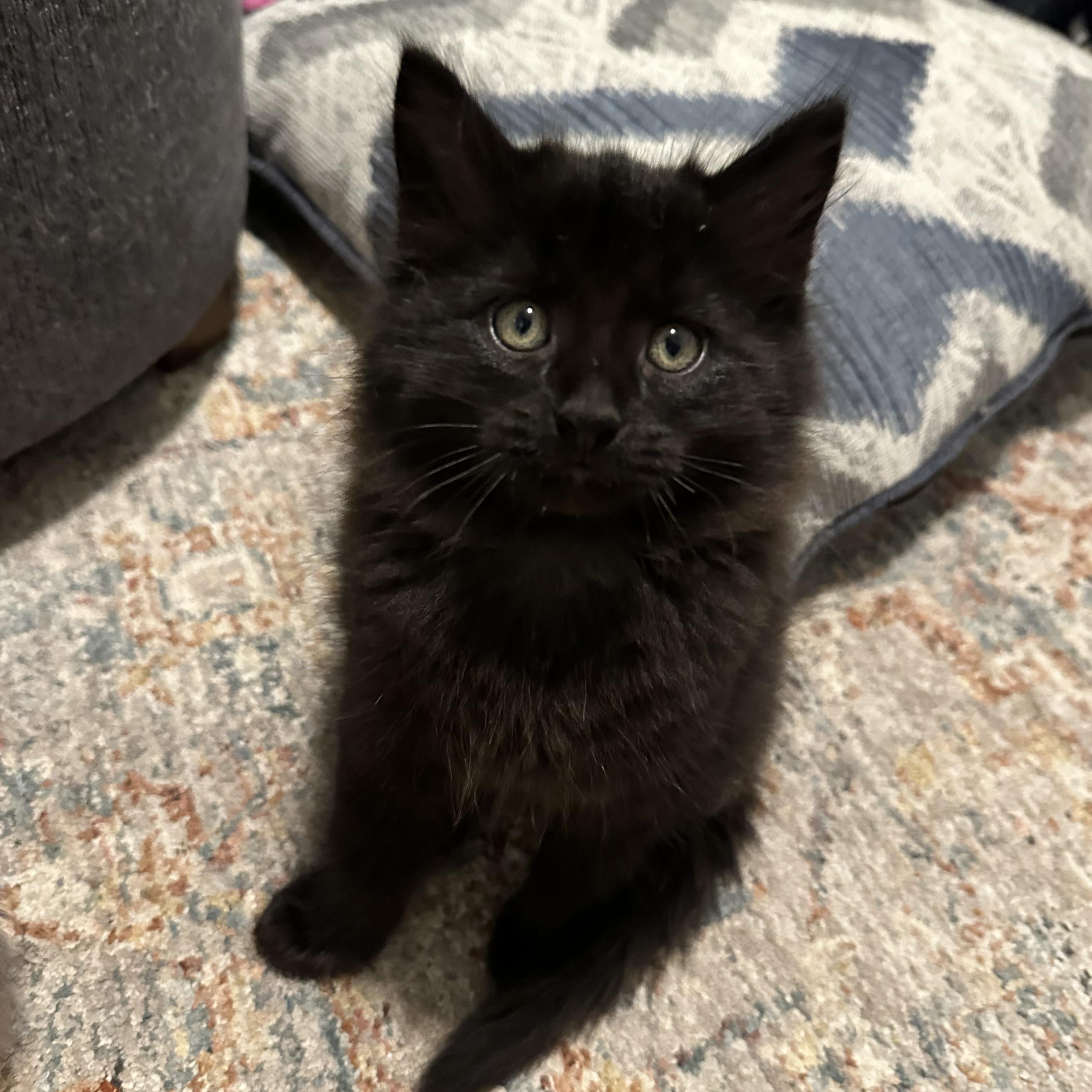 Flounder - Under The Sea