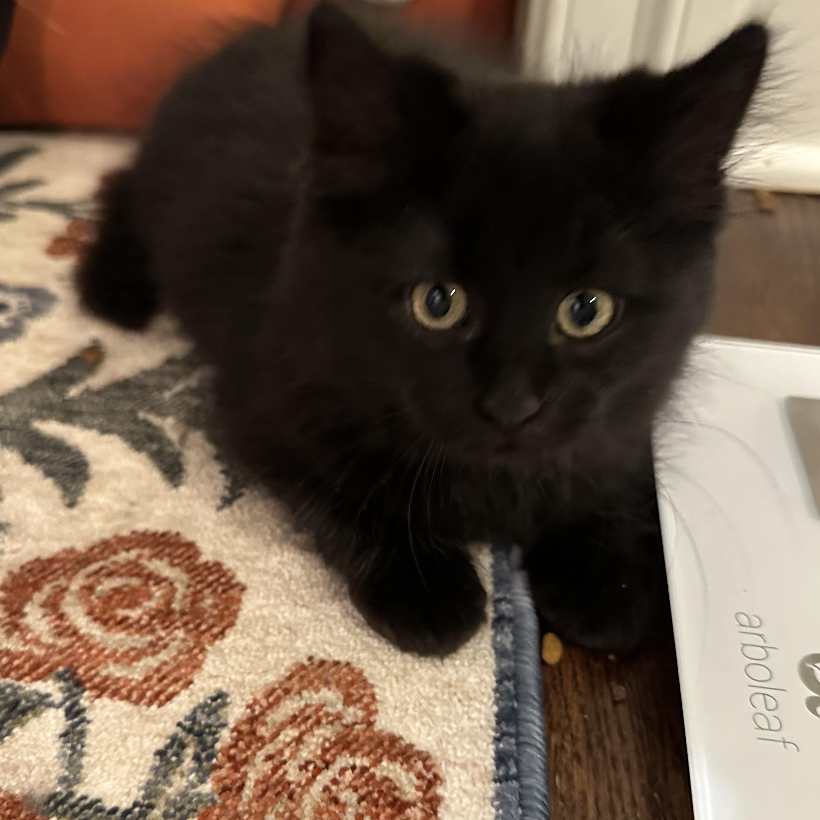 Flounder - Under The Sea