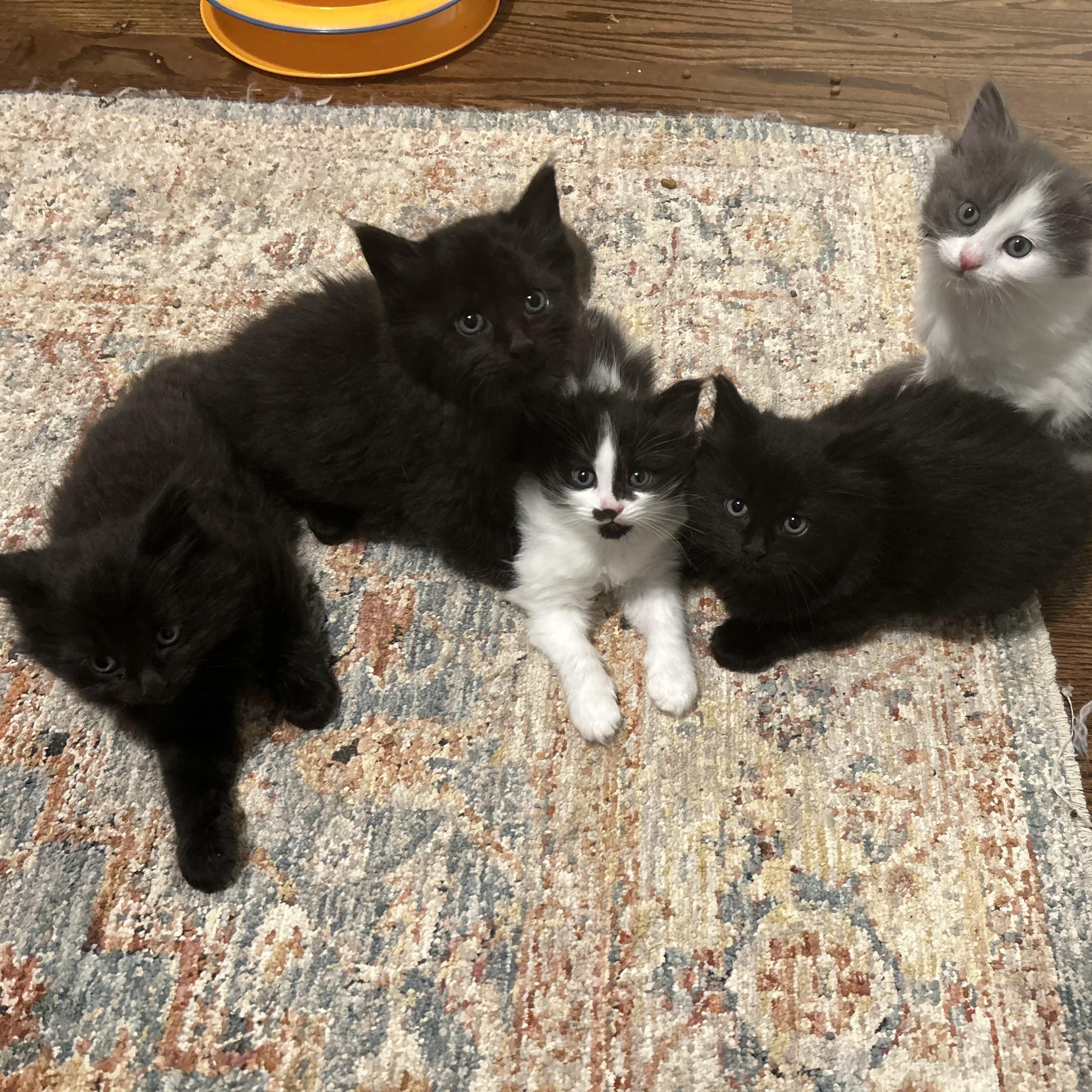 Flounder - Under The Sea