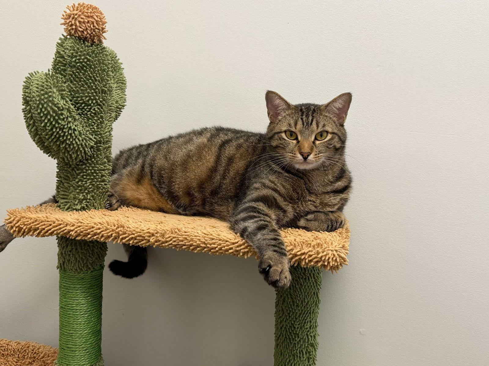 Chip, Adoptable, Kitten Male Tabby & Domestic Short Hair.