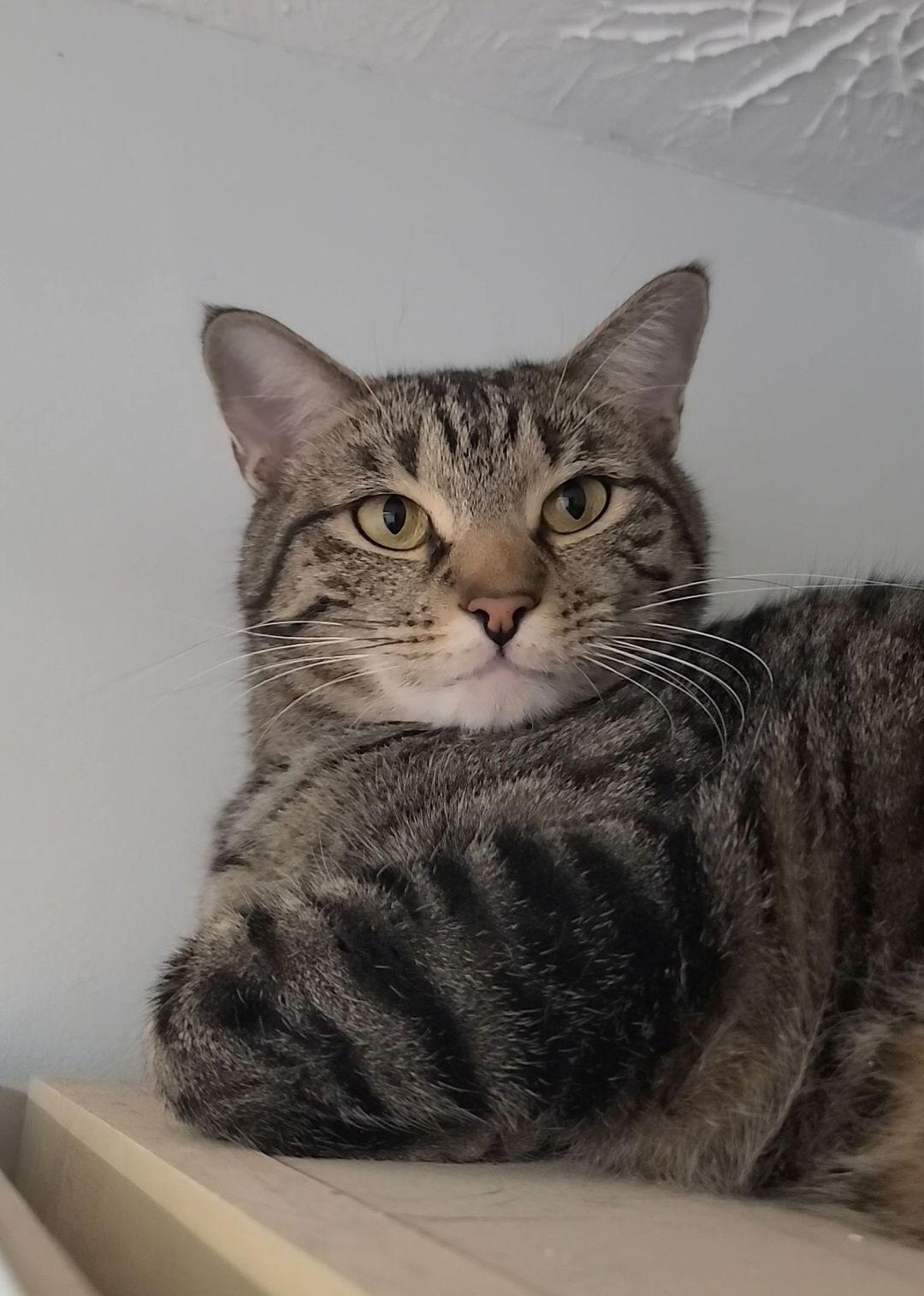 Chip, a Adoptable mixed breed in Locust Grove, GA image 2/3