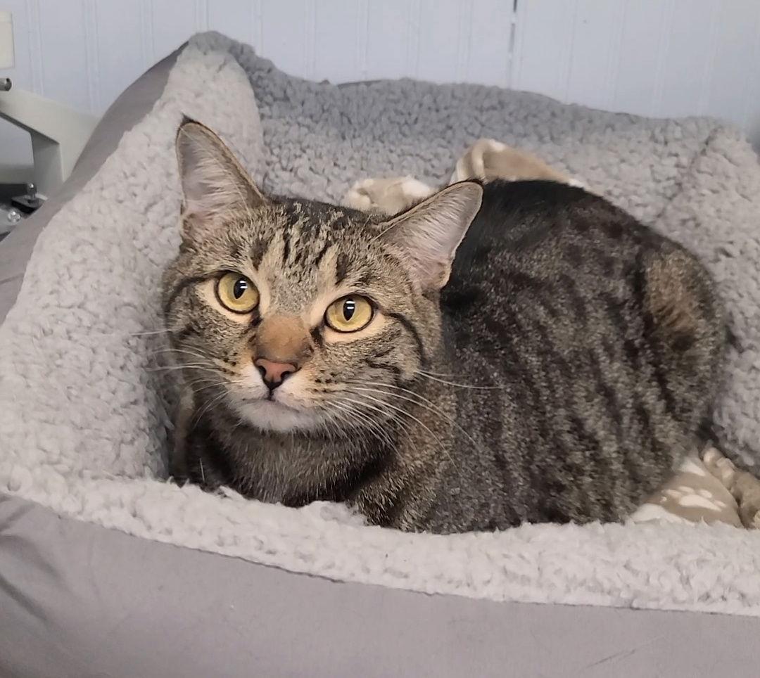 Chip, a Adoptable mixed breed in Locust Grove, GA image 3/3