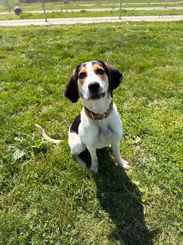 Maven, a Adoptable Treeing Walker Coonhound in Pierceton, IN image 1/6